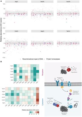 Soft-metal(loid)s induce protein aggregation in Escherichia coli